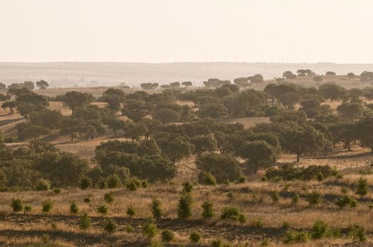 Portugal. Alantejo - dry portuguese region.