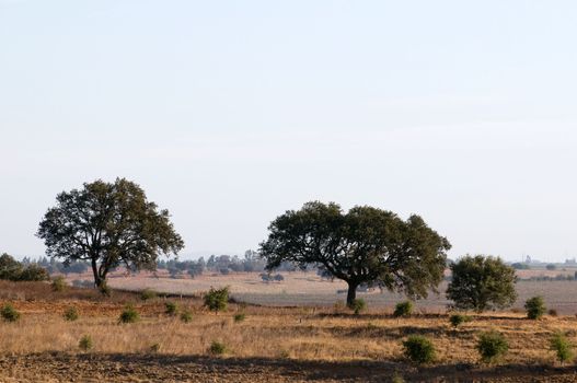 Portugal. Alantejo - dry portuguese region.