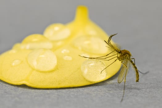 Little close-up mosquito on watering near yellow leaf of flower with big water drops