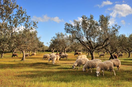 Rural picture of a flock of sheep in an olive tree field. Picture taken in Kalamata, Greece