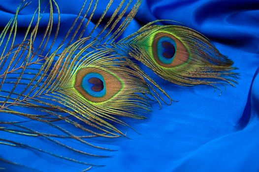 Two peacock feathers on blue satin background