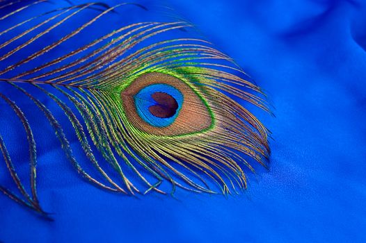 Detail of peacock feather on blue satin  background