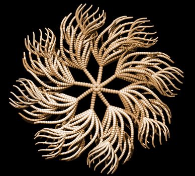 Abstract organic form on black background - 3d illustration