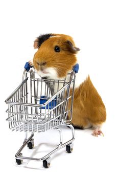 guinea pig is making shopping with a shopping car on white
