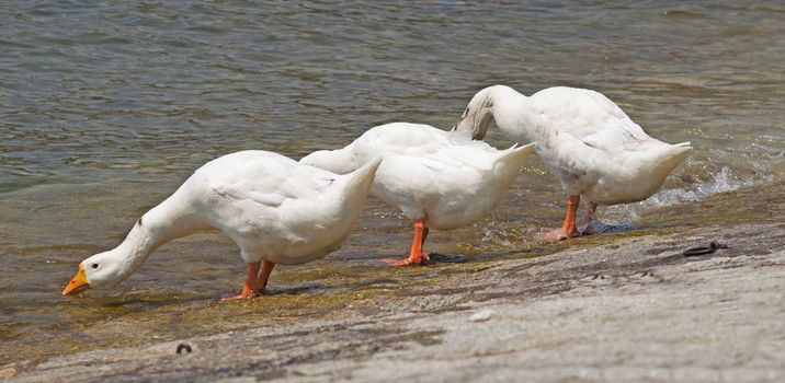 Three ducks in a curious position, with neck extended