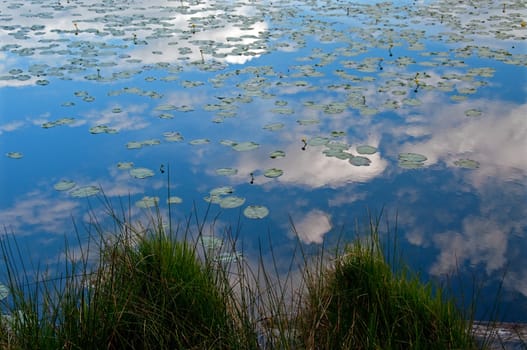 A lake with water lilies.  The sky and the clouds create reflections in the water