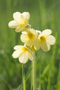 This image shows a macro from a little Cowslip bloom