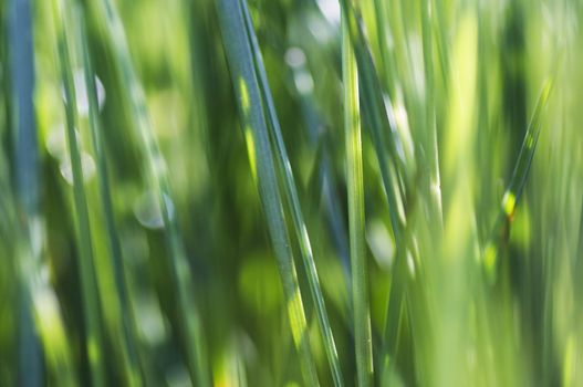 Abstract shot of the grass - close-up