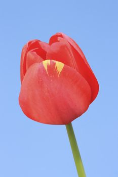 This image shows a isolated tulip with sky