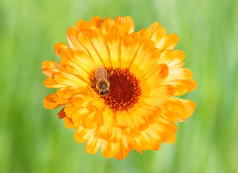 This image shows a macro from a marigold with bee