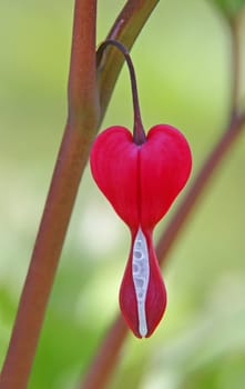 This image shows a macro from a bleeding heart
