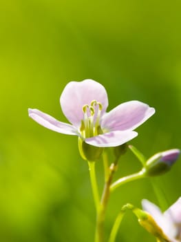 This image shows a macro from a cuckoo flower