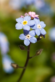 This image shows a macro from a Forget-me-not