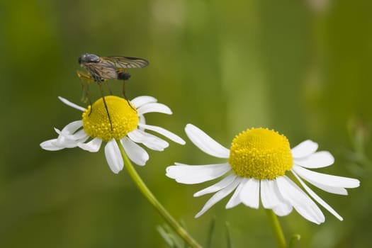 This image shows a Camomile with fly