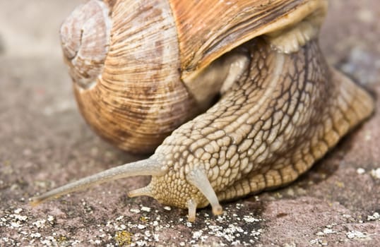 This image shows a macro from big snail