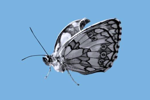 This image shows a isolated butterfly