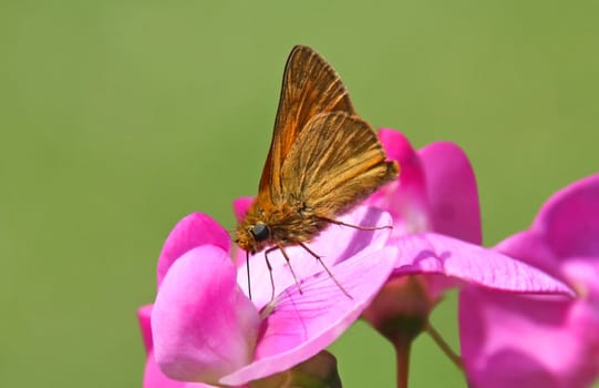 This image shows a macro from a butterfly