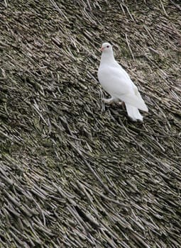 White Dove of the rural thatched house.