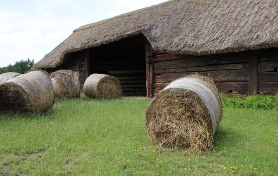 Harvested straw bales rolled in front of the barn.