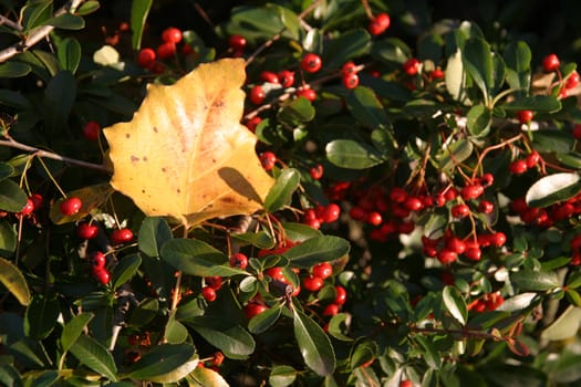nice and cold autumn landscape