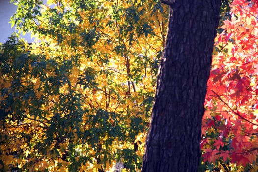 nice and cold autumn landscape
