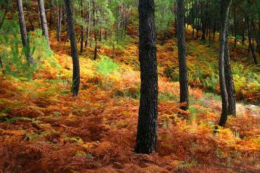 nice and cold autumn landscape