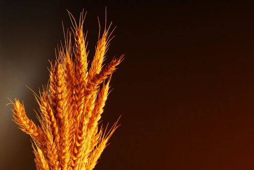 Wheat with copy space over dark background stock photo