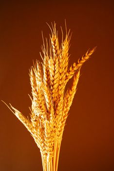Wheat for bread with warm colors over warm background stock photo