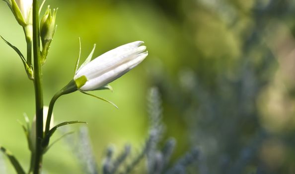 An image of a white flower in the garden