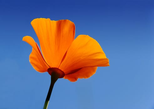 California poppy (Eschscholzia californica) with blue sky background