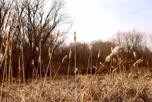 Rural autumn landscape with dry yellow grass and rush