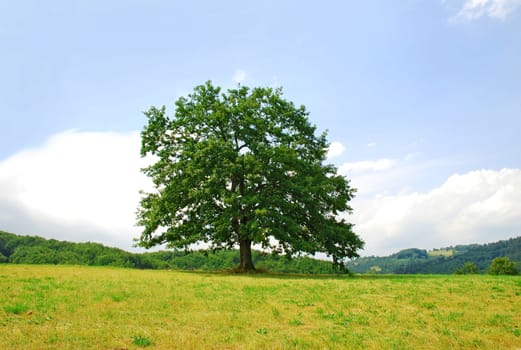 single branchy green old oak on green meadow