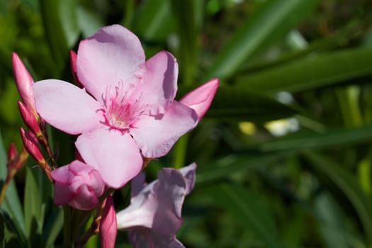 Bunch of pink flowers with server budding flowers agains a soft green background