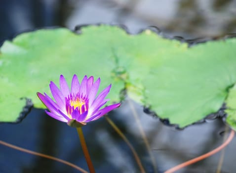 Closeup of a waterlily in botanic garden