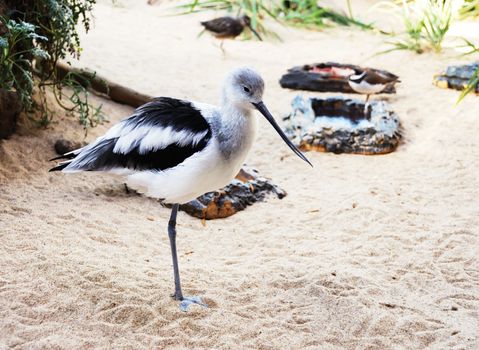 Stilt in captivity standing on one leg