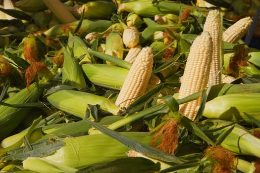 Several ears of shucked corn on a pile of ears of corn