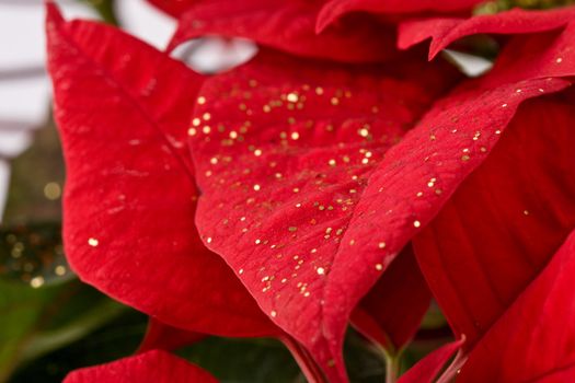 Beautiful Poinsettia - Christmas Star - Close-up Background