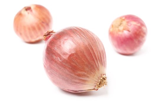 shallot
