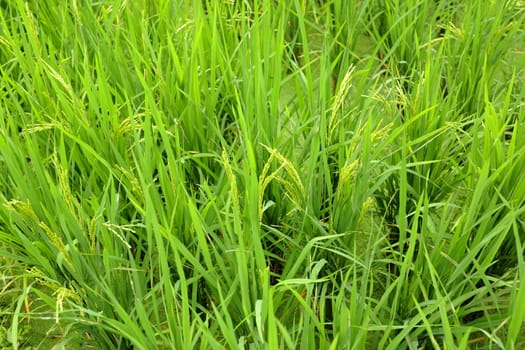 paddy rice