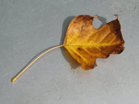 yellow leaf