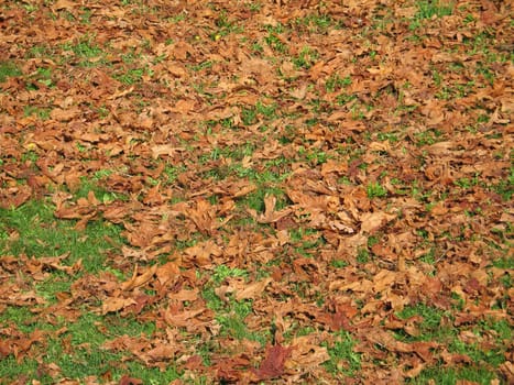 brown leaves