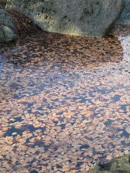brown leaves floating on water