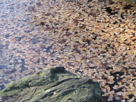brown leaves floating on water