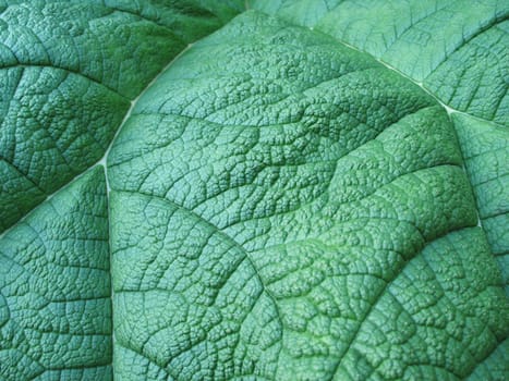 green leaf close-up
