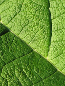 green leaf close-up