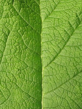 green leaf close-up