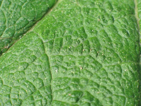 green leaf close-up
