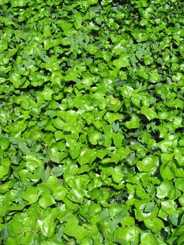 green leaves background