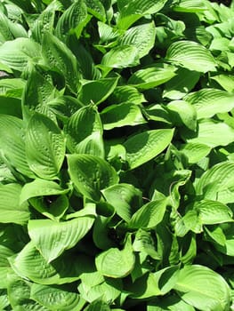 green leaves background