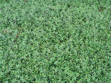 green leaves background